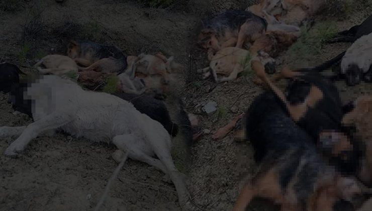 Bilecik’te 14 köpeğin ölü bulunmasıyla ilgili şoke eden detaylar ortaya çıktı!