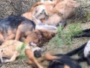 Bilecik’teki vahşet: 14 köpek ölü bulunmuştu! 4 şüpheli gözaltına alındı