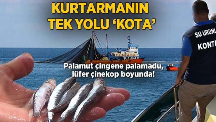 Palamut çingene palamadu, lüfer çinekop boyunda! Kurtarmanın tek yolu ‘kota’