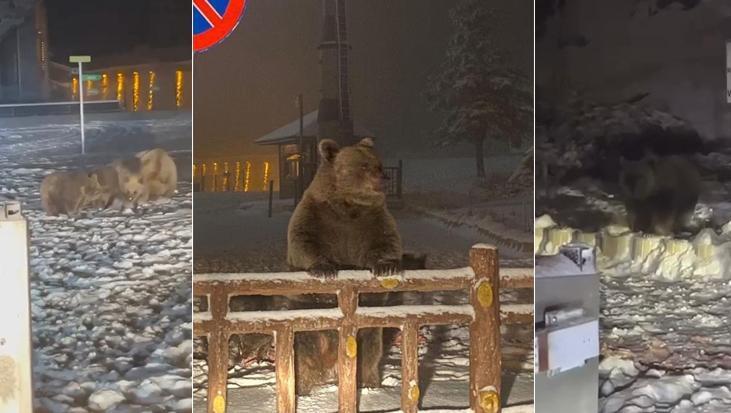 Uludağ’da ayılar kış uykusunu unuttu