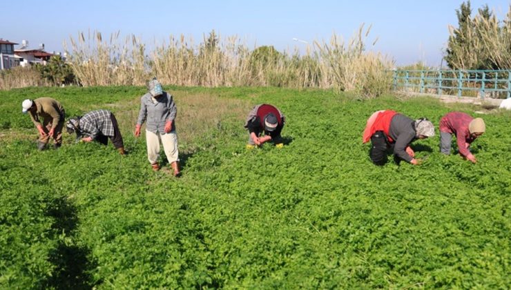 Vatandaş zehirlenmesin diye günlerce mesai yapıyorlar