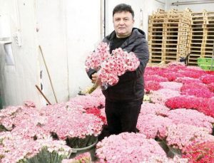 Sevgililer Günü için Antalya’dan Avrupa’ya 7 milyon dolarlık karanfil gönderildi: ‘14 Şubat’ ihracatı