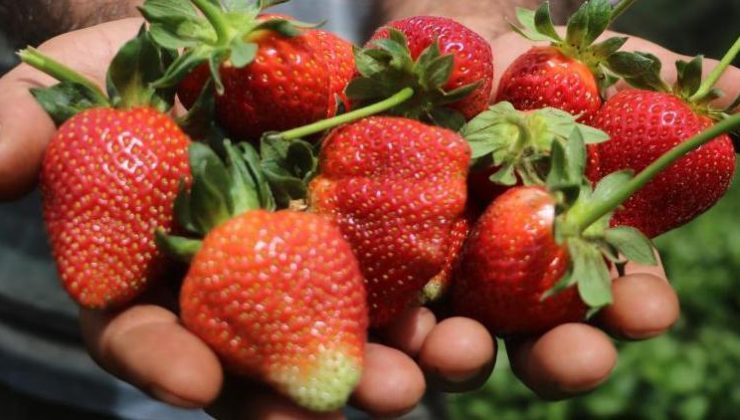 Hatay’da çilek hasadı başladı