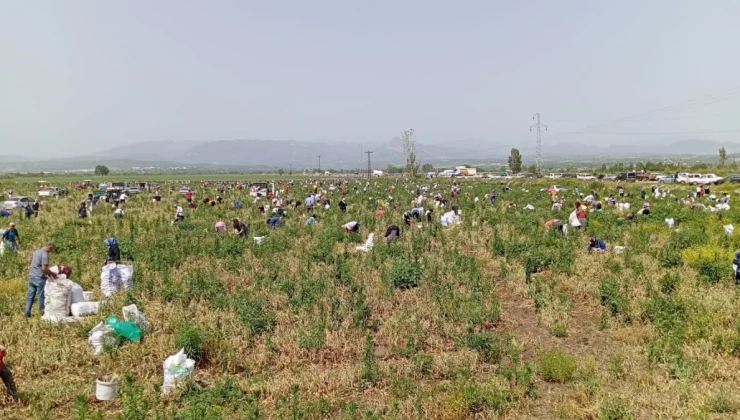 Satamadığı soğanı bedava yapınca 3 bin kişi tarlaya akın etti