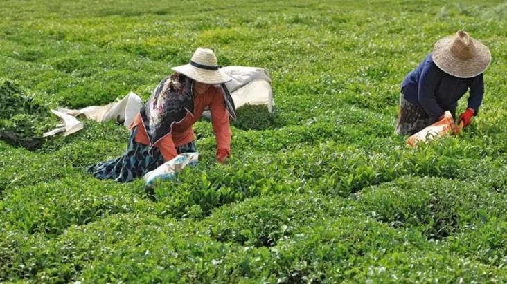 ÇAYKUR, yaş çay bedeli ödemelerine başladı