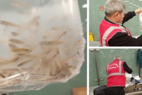 15 bin canlı balık, ülkeye yasa dışı yollarla sokulmaya çalışılırken yakalandı.