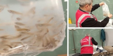 15 bin canlı balık, ülkeye yasa dışı yollarla sokulmaya çalışılırken yakalandı.